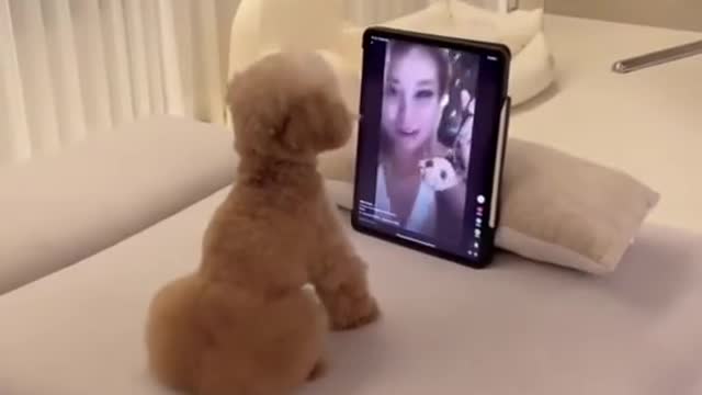 lovely cute funny dog