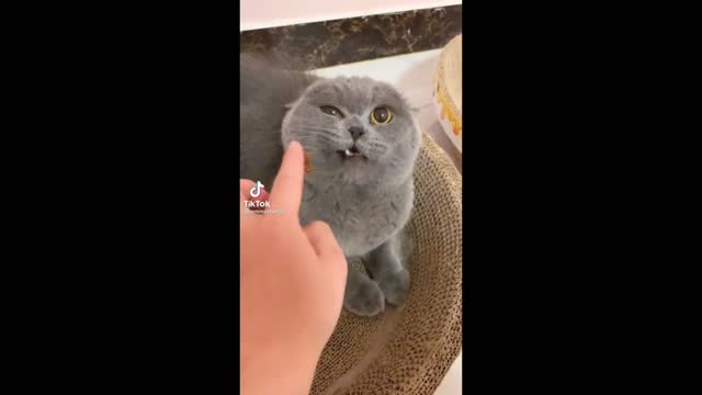 How to handle Cat very easily/angry cat short down funny moment 😃😃😃