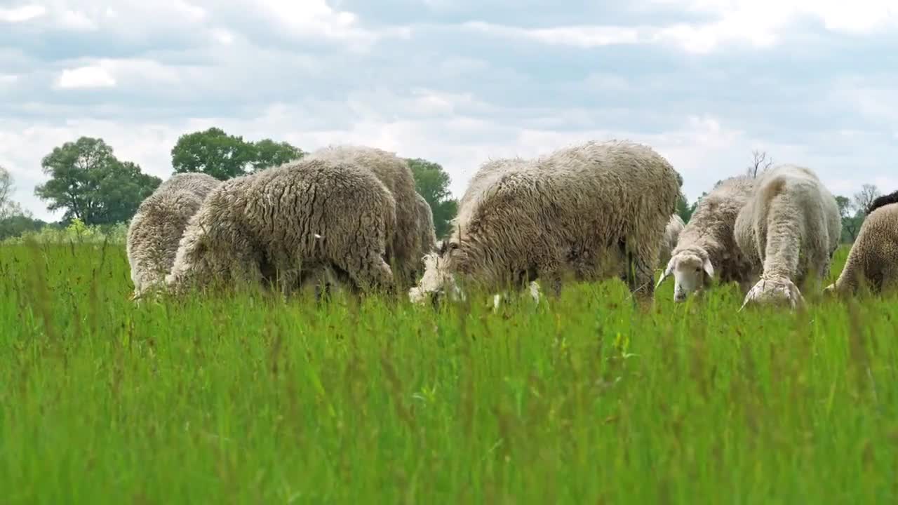 Sheeps on the beautiful meadow