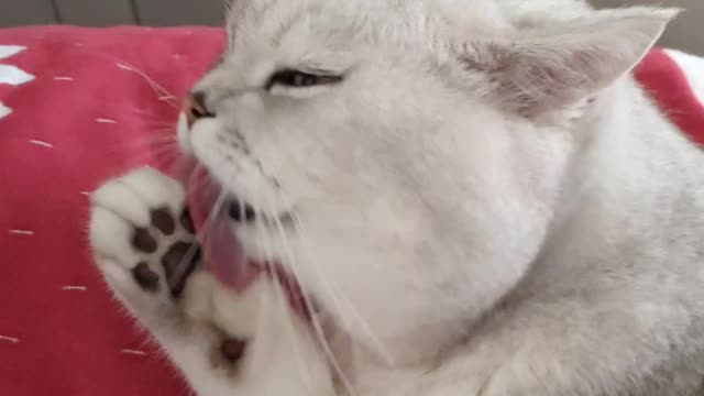 cat