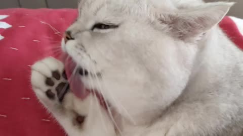 cat