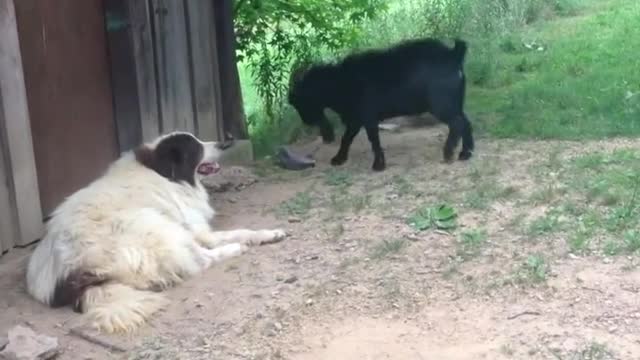 The goat's reaction is sad when he wants to play but the dog says no