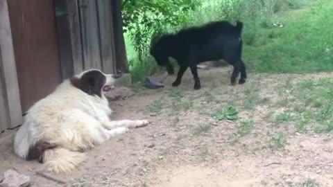 The goat's reaction is sad when he wants to play but the dog says no