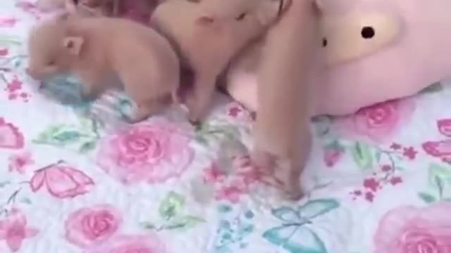 A group of lovely pigs