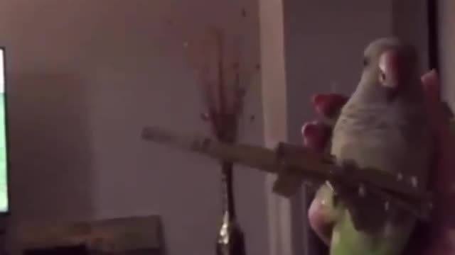 Funny bird shooting a gun