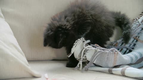 BLACK CUTE CAT PLAYING 🐱😍❤️