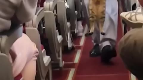 "From Turbulence to Furrendise: The Unexpected Passenger Found on a Plane!"