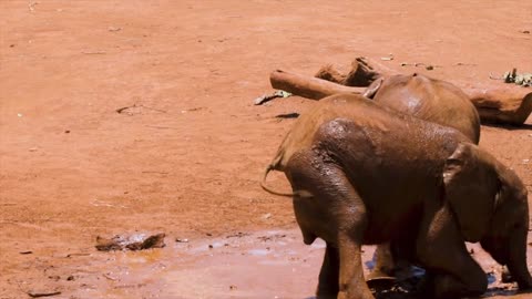 2 Curios Baby Elephants Play With Mud