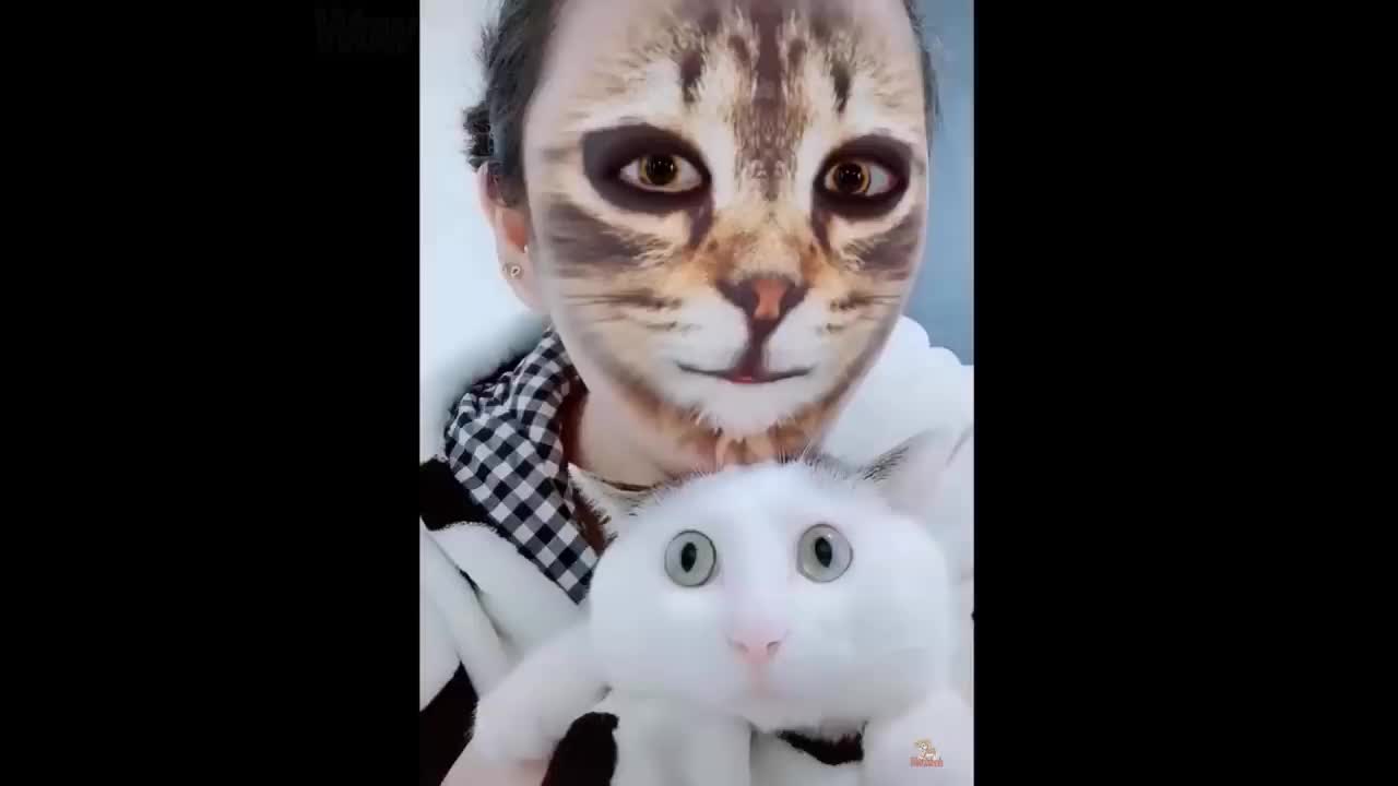 funny cat video