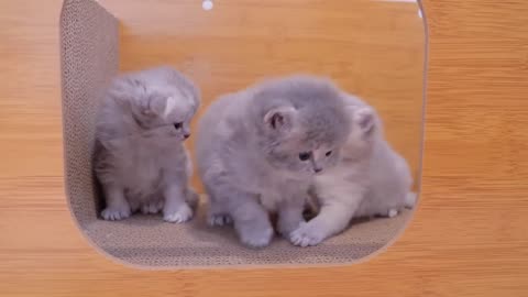 Wait a minute the kitten desperately resisting having first nail clipped was so cute