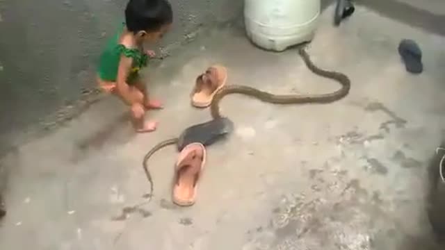 Baby play with snake