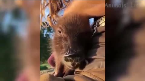 Singing pig