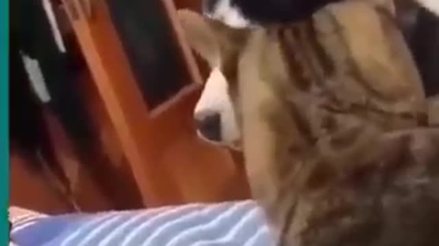 Cats and dogs funny compilation