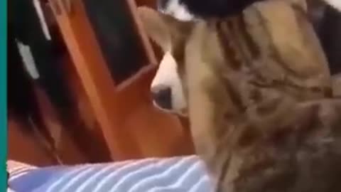 Cats and dogs funny compilation