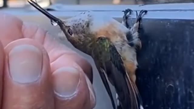 this little bird is very thirsty