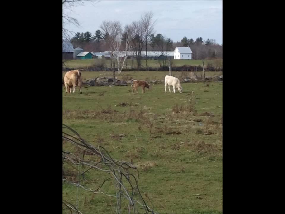 Our Old Farm