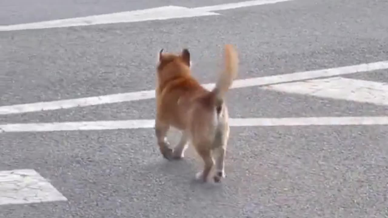 Funny dog video 😂 funny animal walk 😹