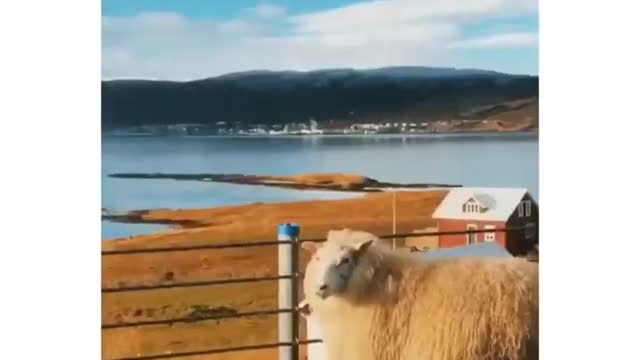 Two sheep run very funny!