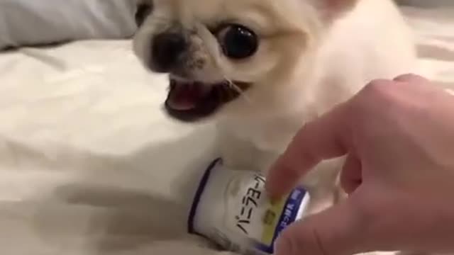dog video
