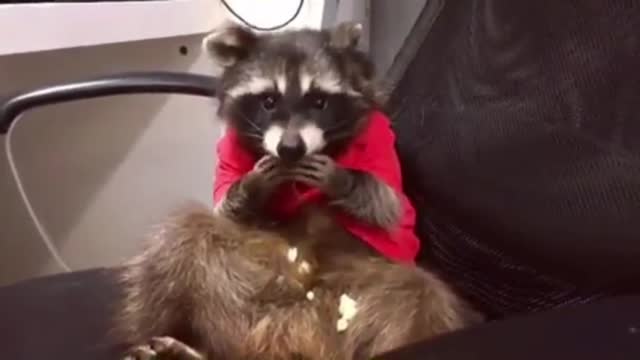 The little guy on the chair is covered in food