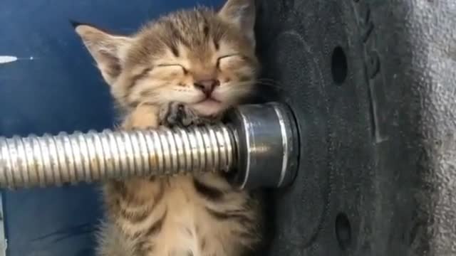 Little kitty tries to sleep