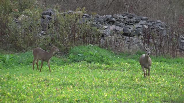 Early Archery Season Deer Hunting 2017