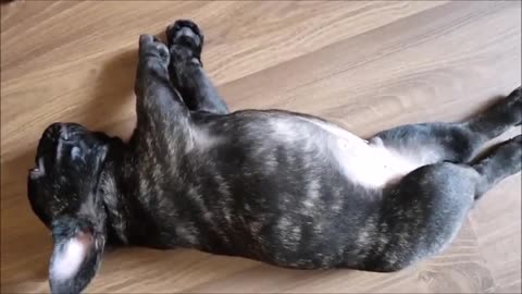 Funny and cute french bulldogs, try not to laught