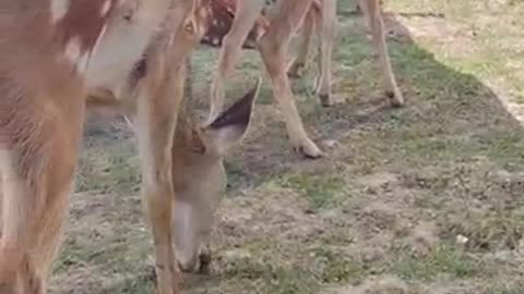 beautiful sika deer