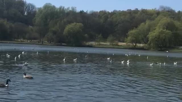 Birds sanctuary