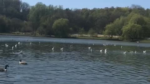 Birds sanctuary