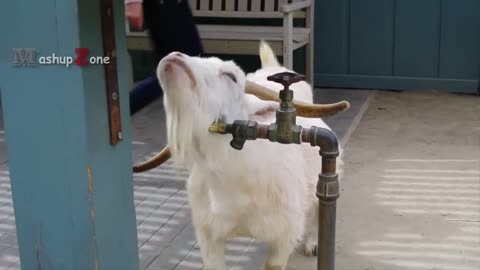 Top 10 Funny Goat Videos - Funniest Goats