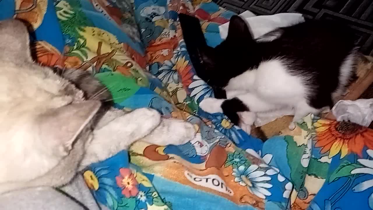A little cat washes the cat and herself