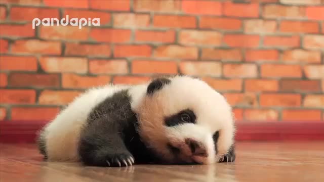 cutest baby panda in the world