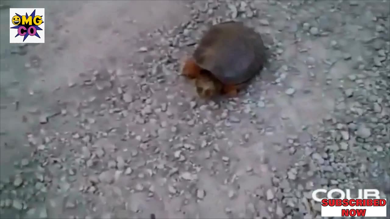 FirstFunny || NEW FUNNY FAILS || TRY NOT TO LAUGH || 🤣🤣😅😅