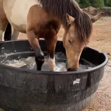 Splish splash Chance taking a bath