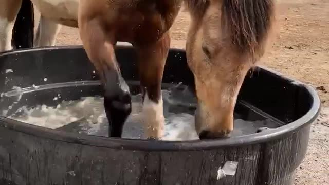 Splish splash Chance taking a bath