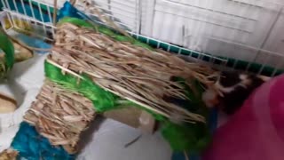 GUINEA PIGS WONDERING AROUND