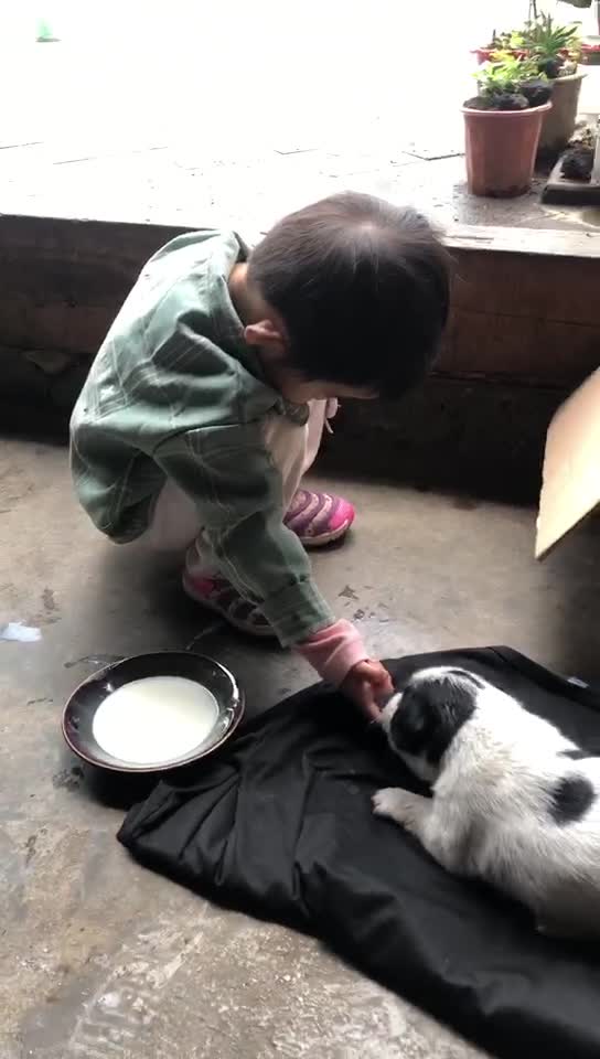 A little boy's feeding his dog.