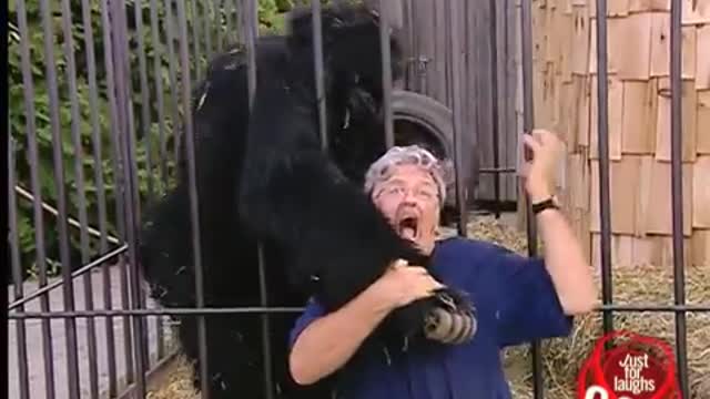 Funny Gorilla attack by man