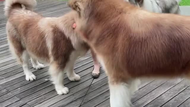 Time to breakfast! YOU JUST NEED TO SEE THIS!!