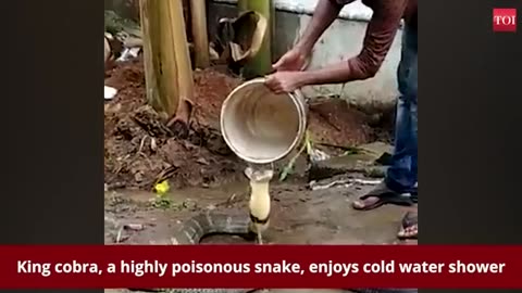 king cobra taking shower