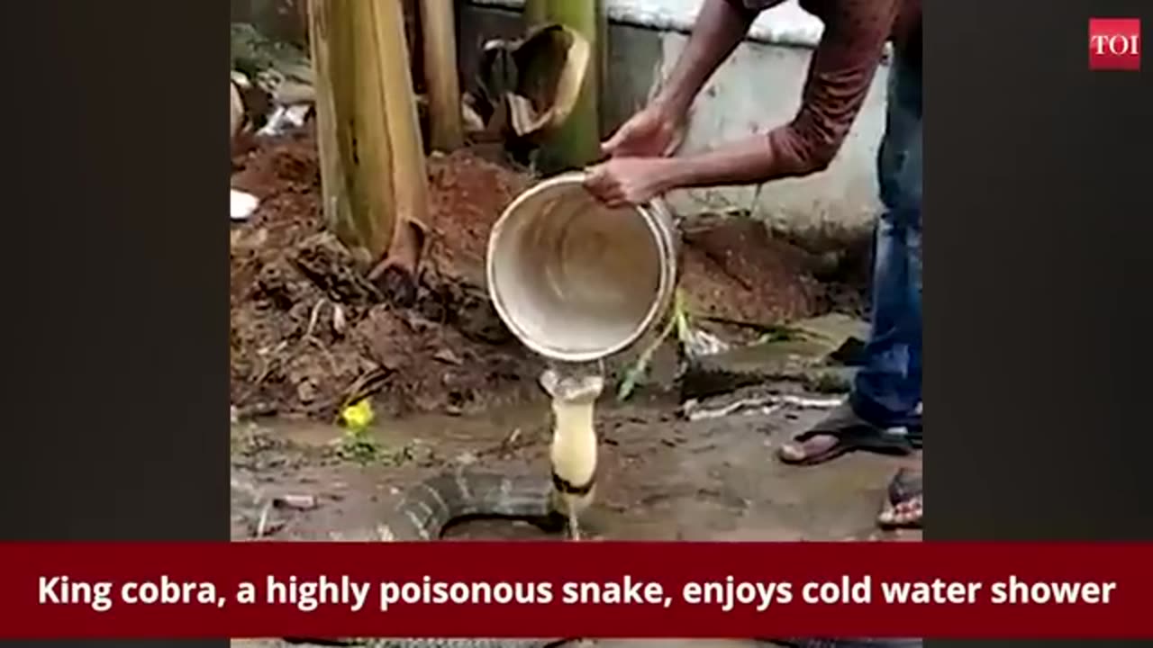 king cobra taking shower