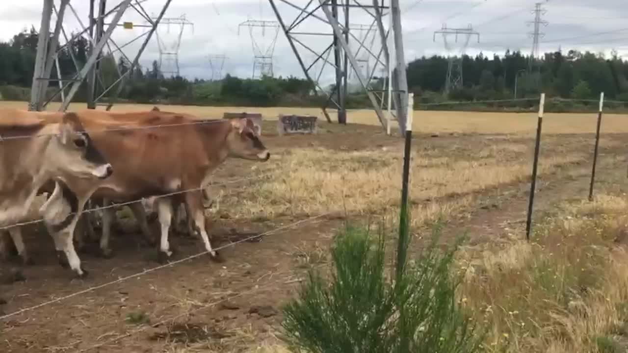 Woman Runs with The Bulls