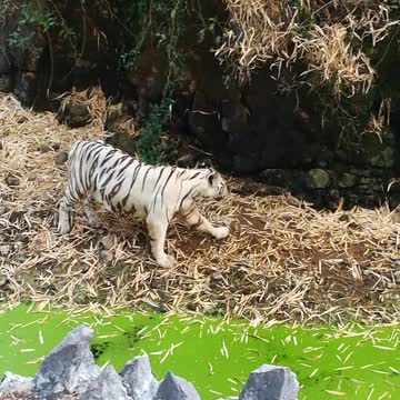 The beautiful white tiger