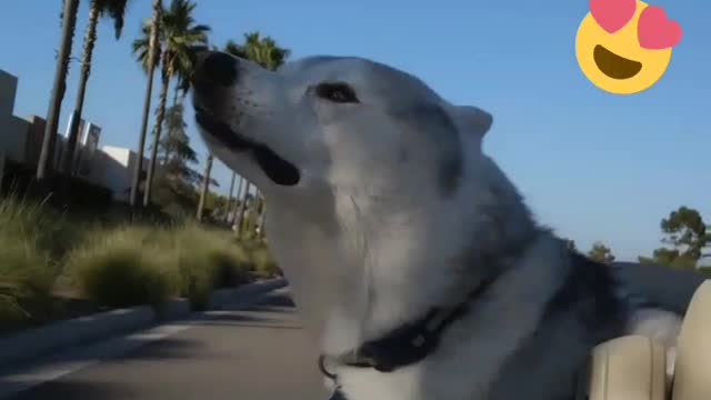 Dog loves car ride