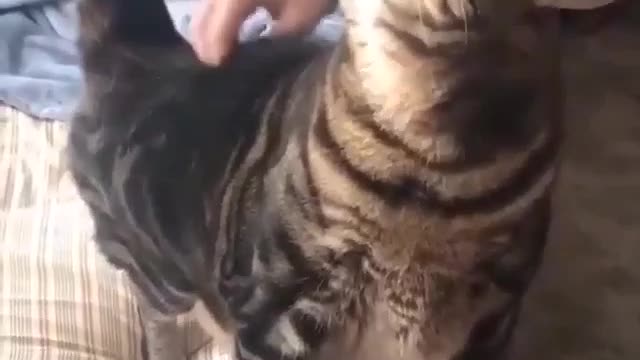 Meow Meow Meow.. 🤪🤪
