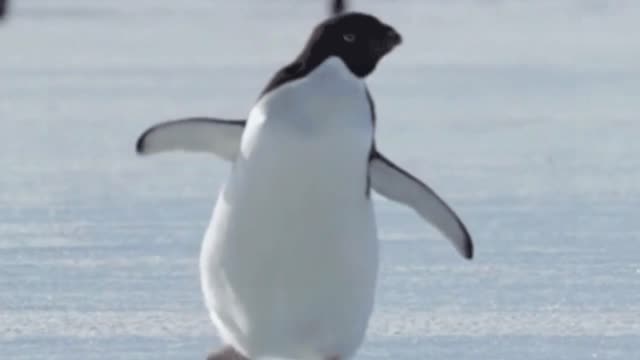 Fun with animals
