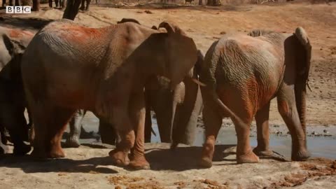 Baby Elephants Adorable first birth