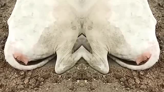 का रिवर्स मैजिक शो #shorts #funny #short #magic #indiamagic #animals