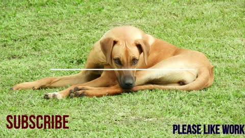 Dogs - awesome funny pet pets life videos || new 2021
